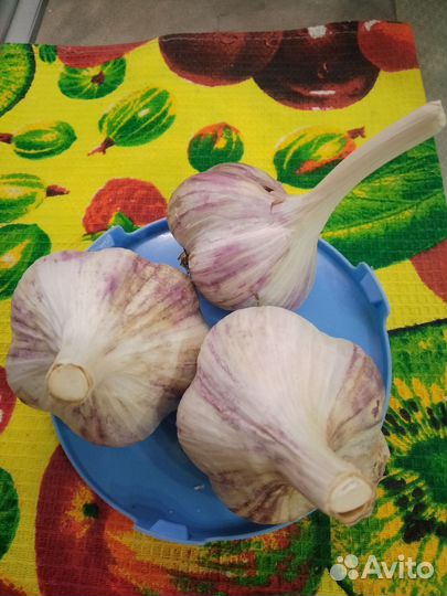 Чеснок озимый, плотный, крепкий, крупный