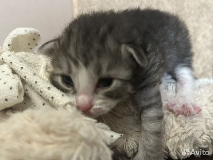 Очаровательный котенок