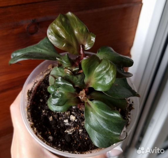 Филодендрон Блэк кардинал твист