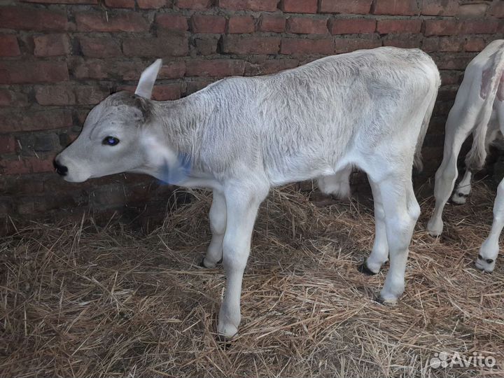 Телята бычки