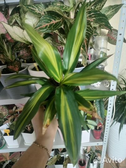 Алоказии, сингониумы