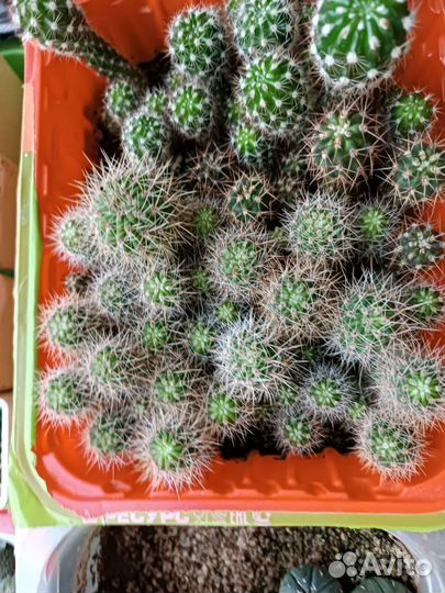 Кактусы и суккуленты