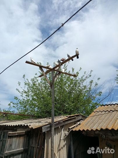 Домашние голуби