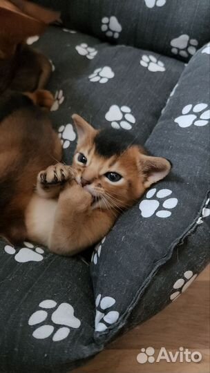 Абиссинская