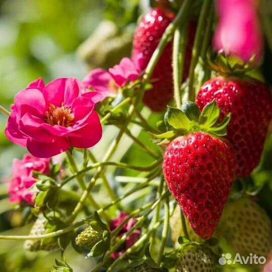 Семена клубники Summer breeze