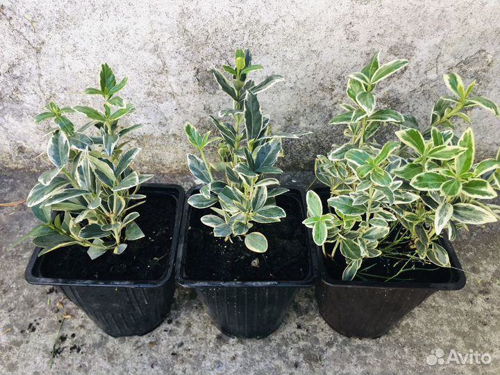 Бересклет Браво