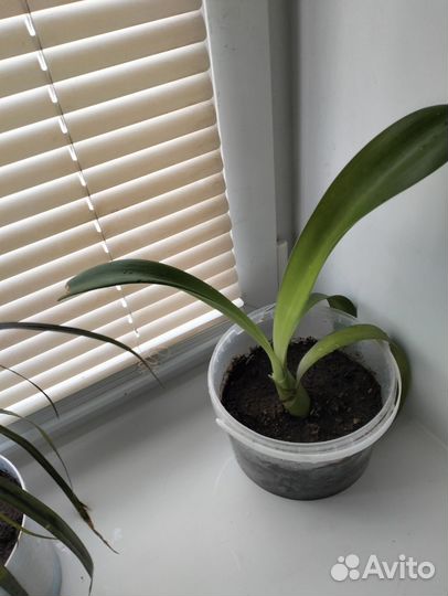 Гемантус белоцветковый