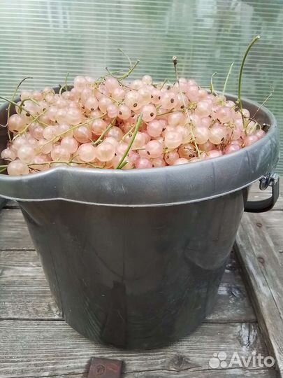 Красная смородина розовая чёрная