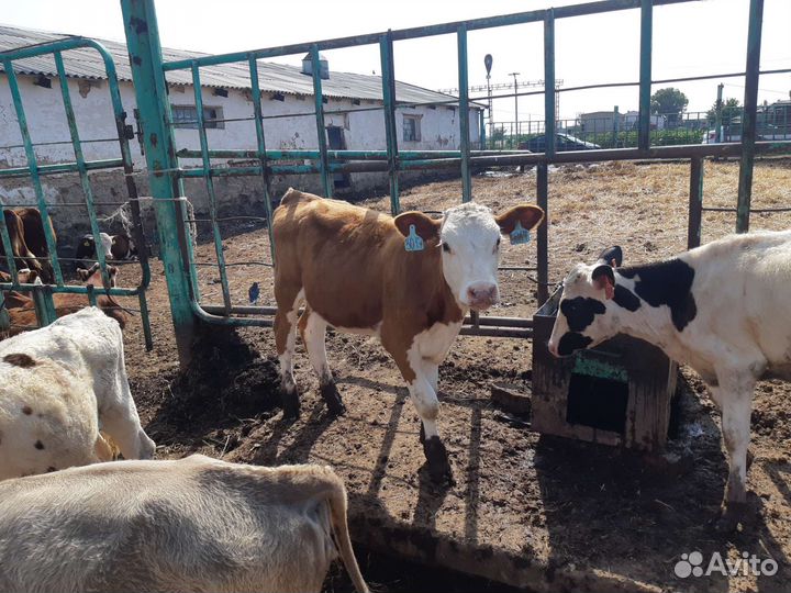 Телята бычки, телки