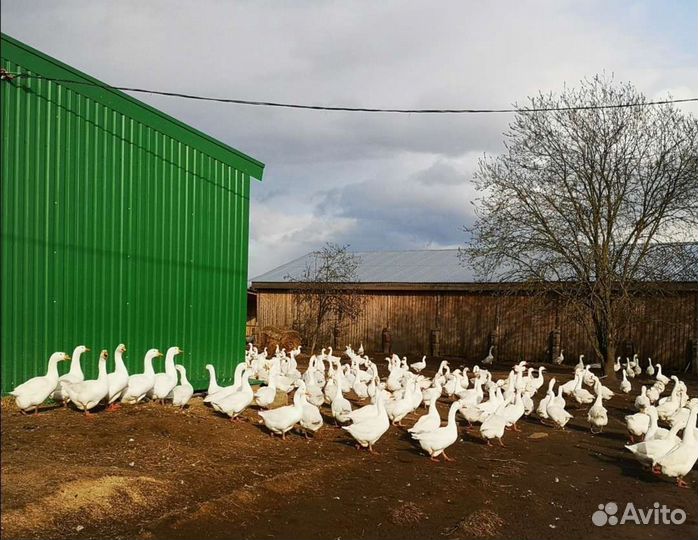Гусята Гуси породы Линда