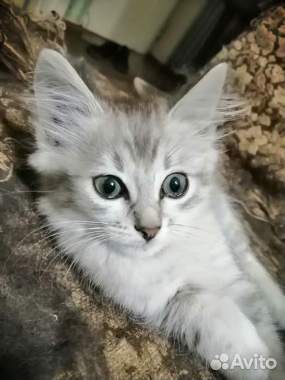 Отдам котенка бесплатно