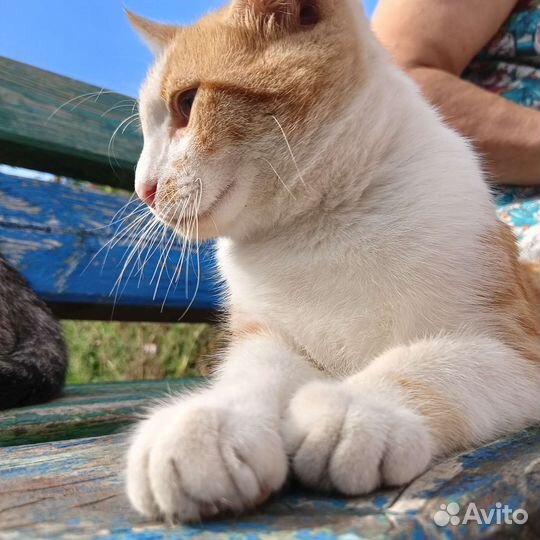 Кошка в дар бесплатно