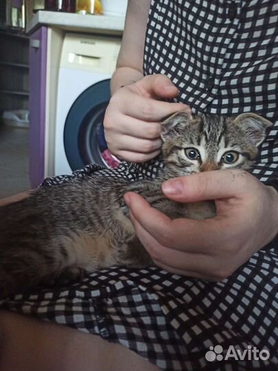 Вислоухая кошечка