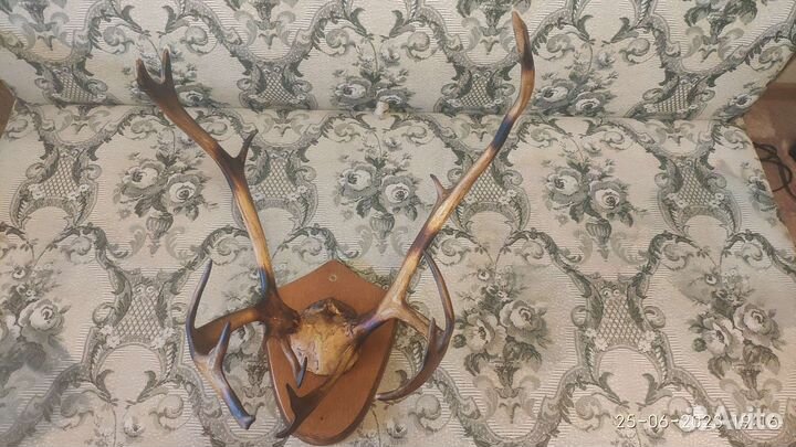 Продам рога оленя