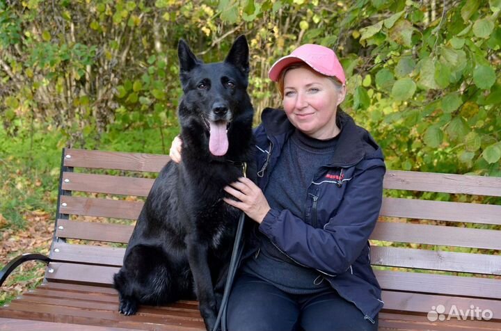 Дрессировка собак. Кинолог