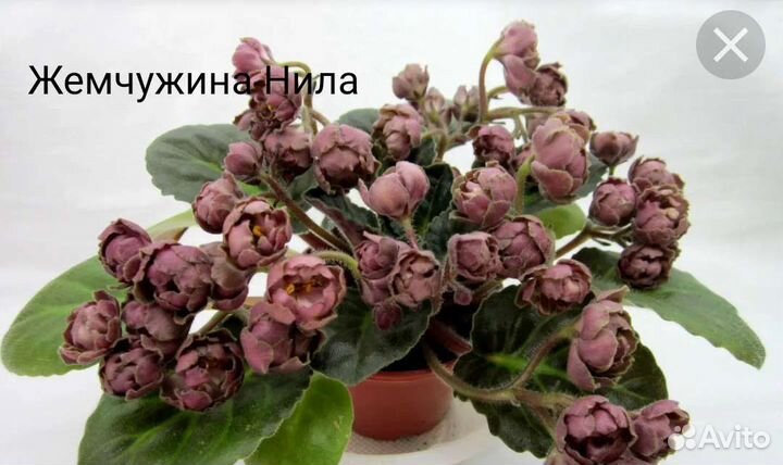 Детки сортовых фиалок