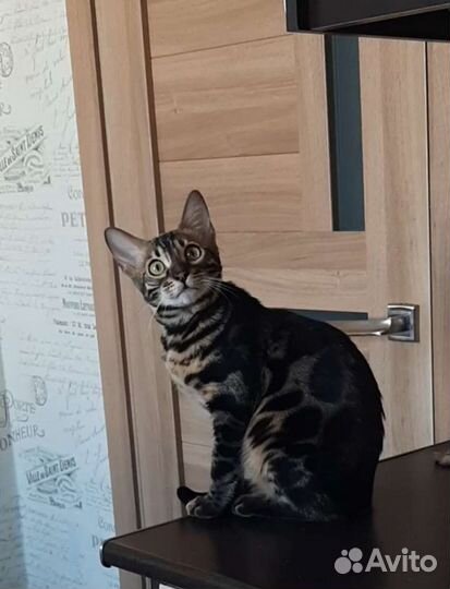 Бенгальский кот