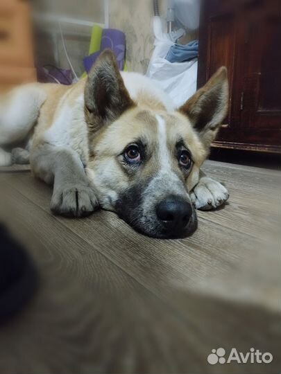 Молоденький красавец