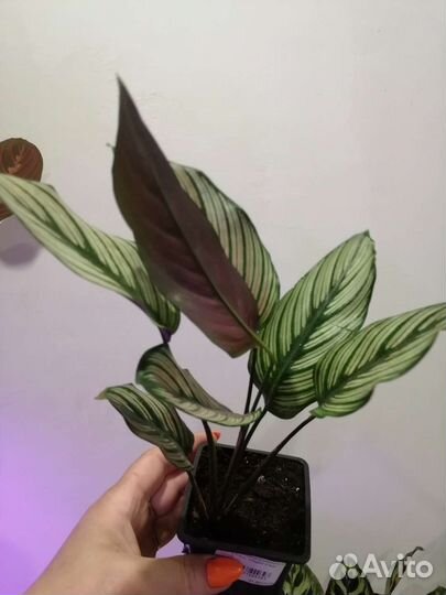 Калатея мажестик вайт стар