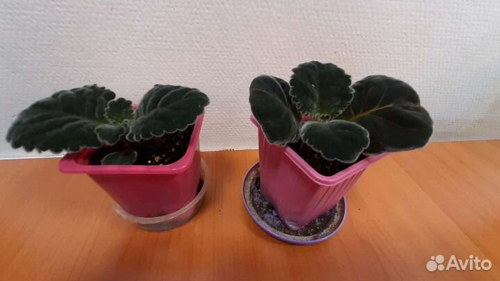 Фиалка, глоксинья, хлорофитум, сингониум, кливия