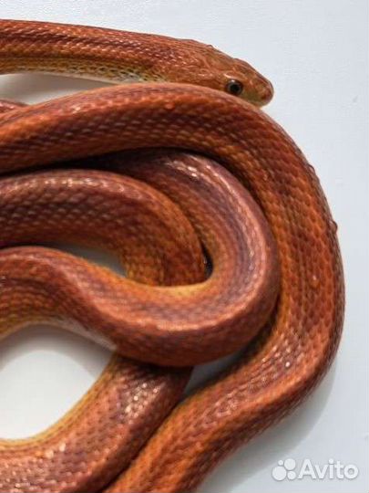 Маисовый полоз самка обмен