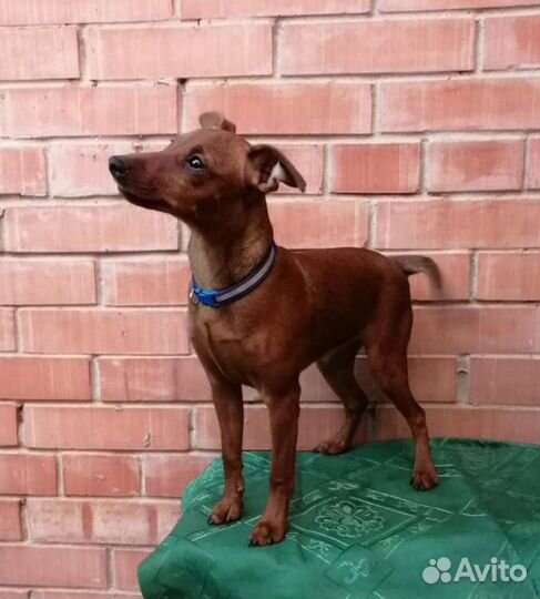 Щенки цвергпинчера