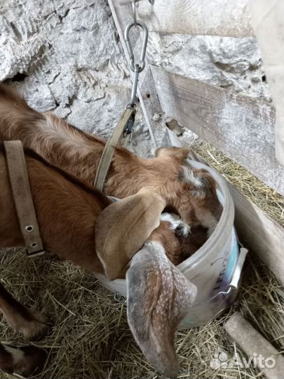 Дойные нубийские козы