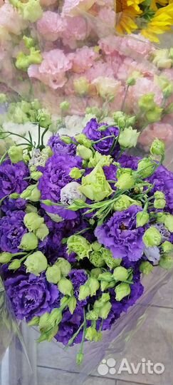 Лизиантус (эустома) оптом и в розницу