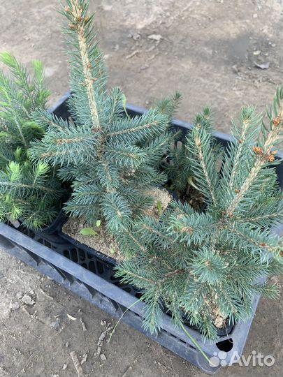 Ель голубая