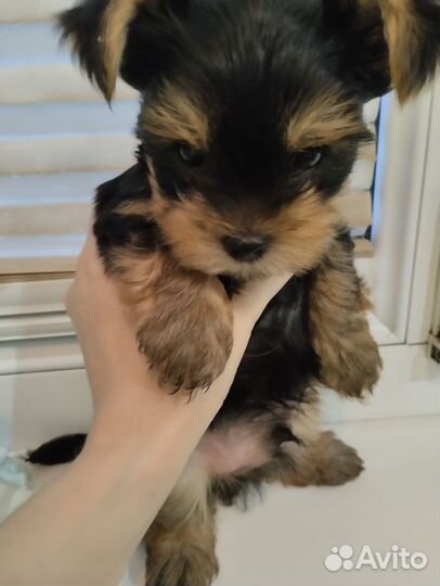 Йоркширский терьер