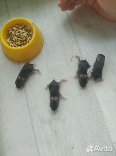 Джунгарский хомяк