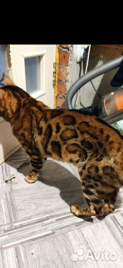 Котята бенгальские