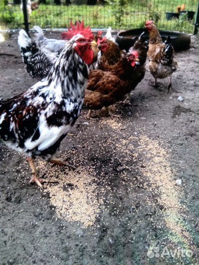 Куры несушки