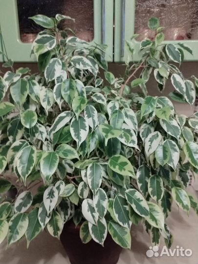 Фикус бенджамина пестролистный