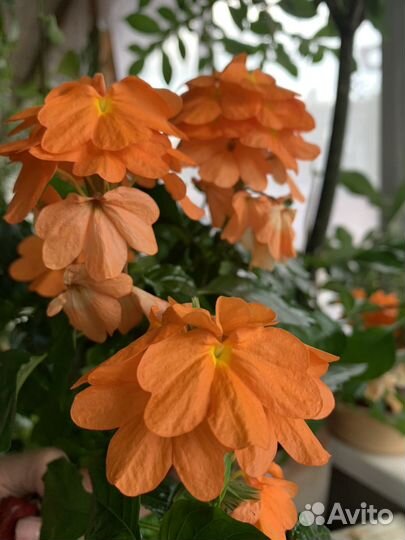 Кроссандра