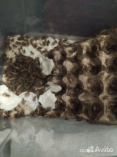 Сверчок очищеный банановый(заморозка)