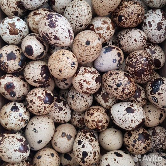 Яйца перепелиные