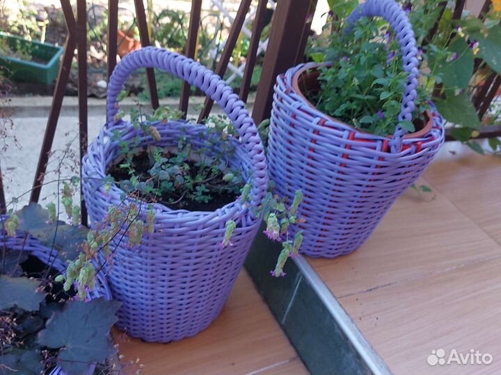 Кашпо, горшки, растения