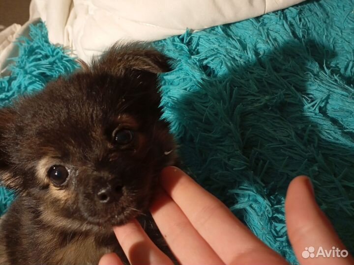 Длинношерстные чихуахуа