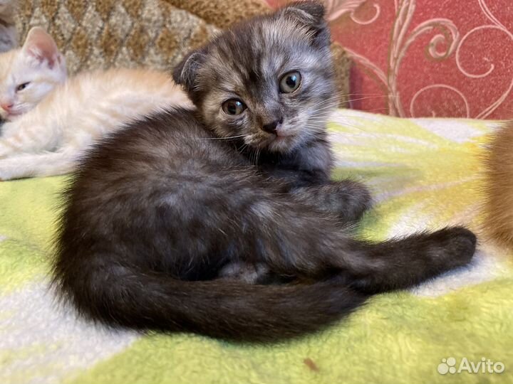 Британские котята