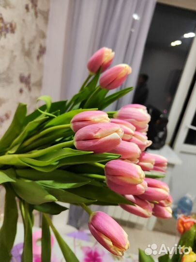 Продам тюльпаны