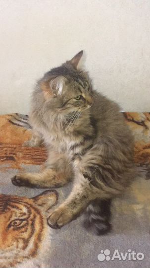 Очень ласковый котик