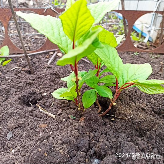 Лимонник китайский саженцы