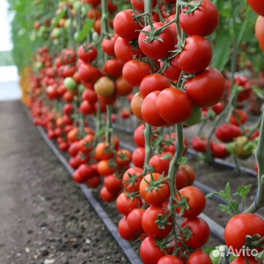 Вахта Фасовщик(ца) помидор черри Легкая работа