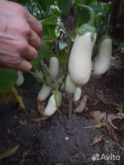 Навоз от своей птицы