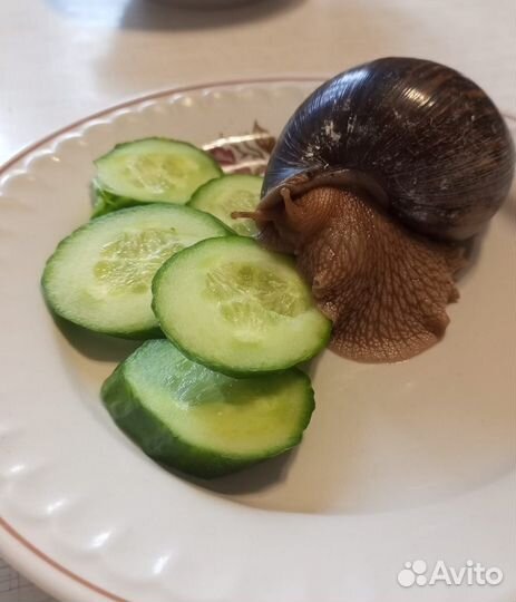 Улитки ахатины бесплатно