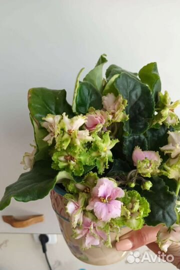 Фиалка сортовая