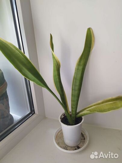 Сансивиерия и другие цветы