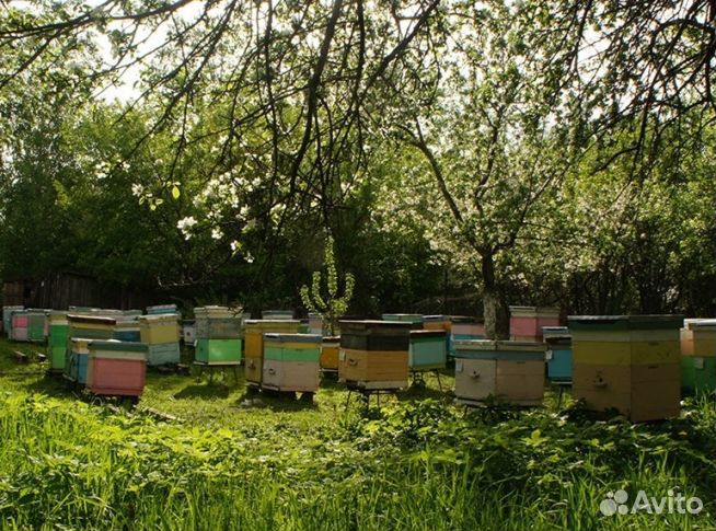 Мёд 2024 года натуральный опт