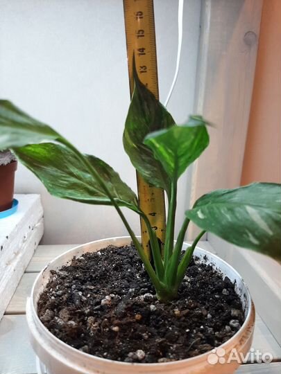 Спатифиллум домино